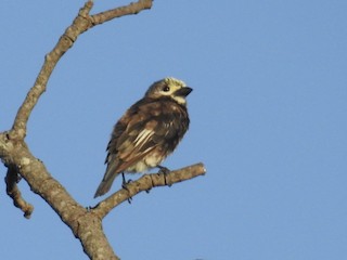  - Whyte's Barbet