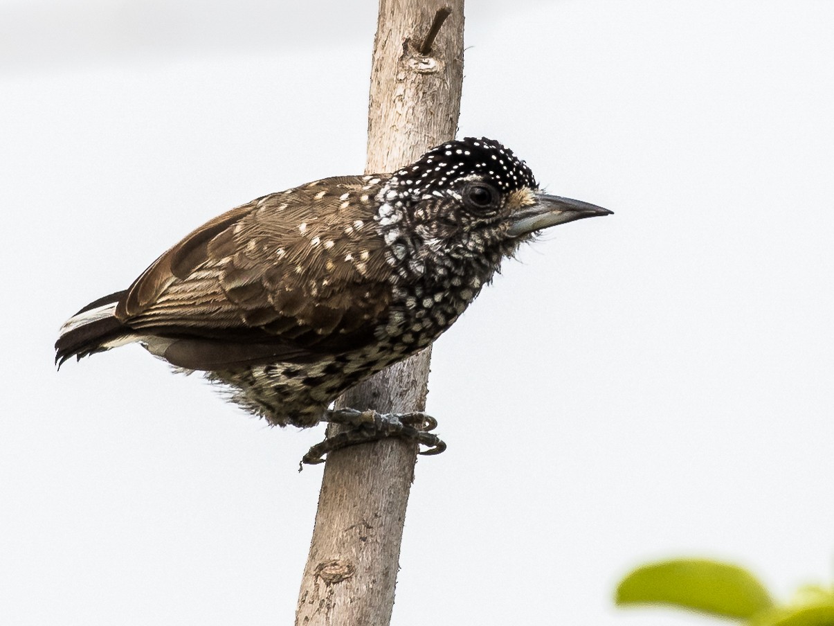 White-wedged Piculet - Michael Plaster