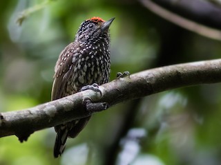  - White-wedged Piculet