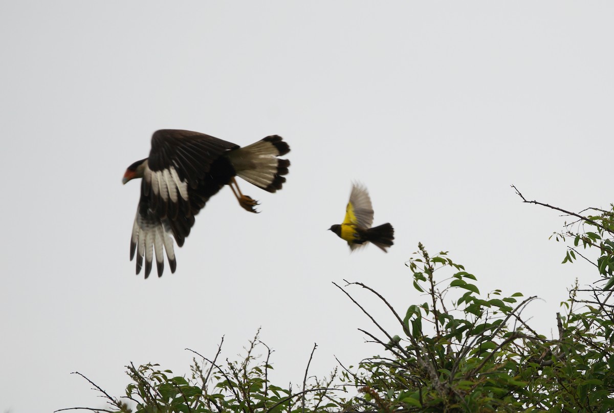 Crested Caracara (Southern) - ML84336031