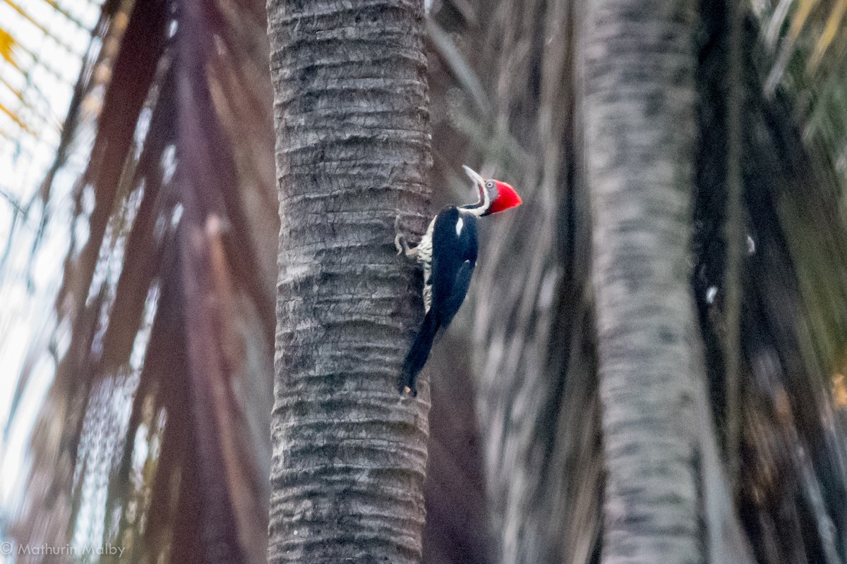 Lineated Woodpecker - Mathurin Malby
