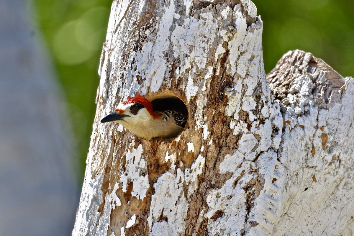 West Indian Woodpecker - R. Stineman