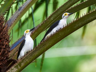  - White Woodpecker
