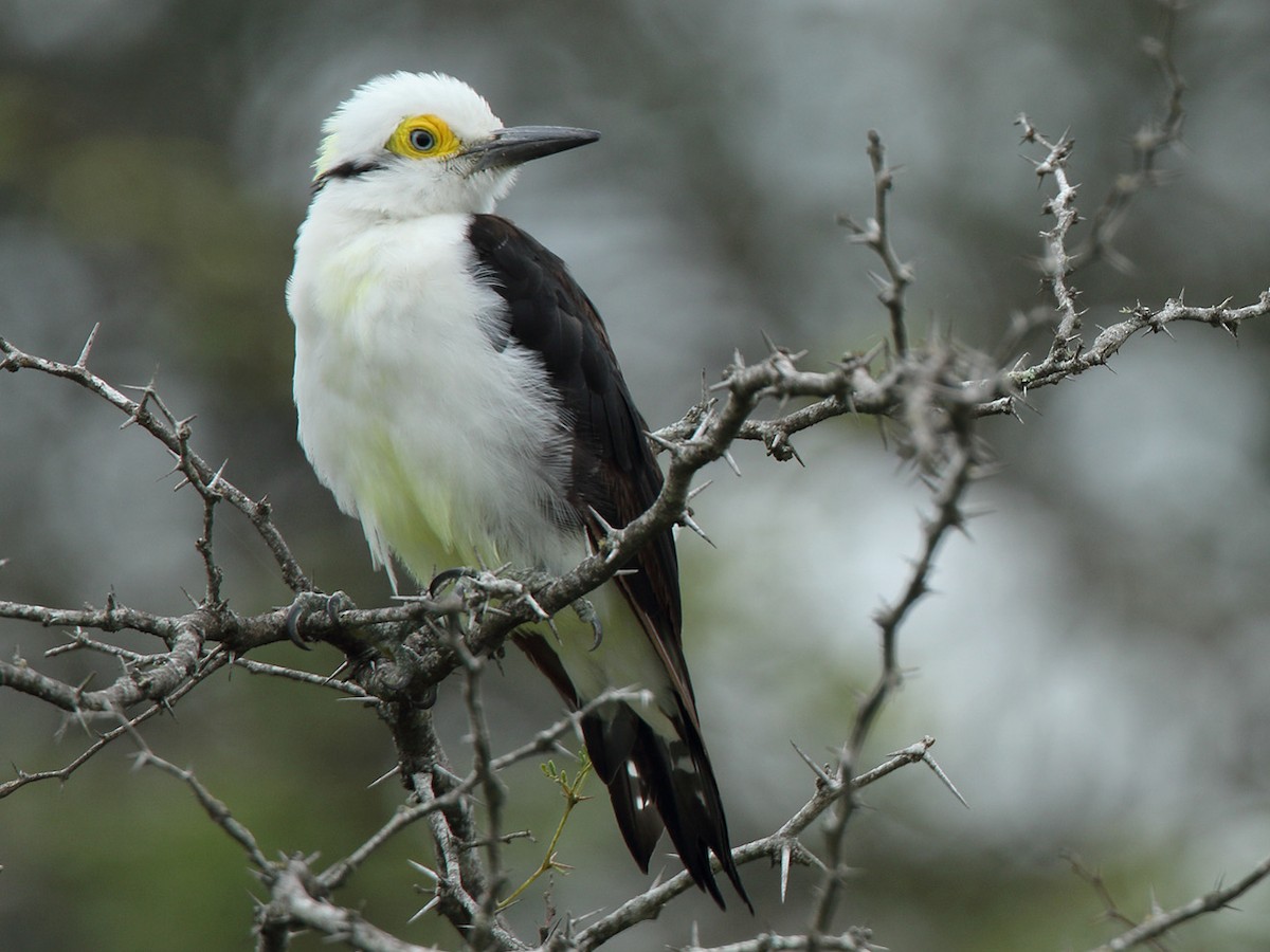 White Woodpecker - Melanerpes candidus - Birds of the World