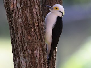  - White Woodpecker