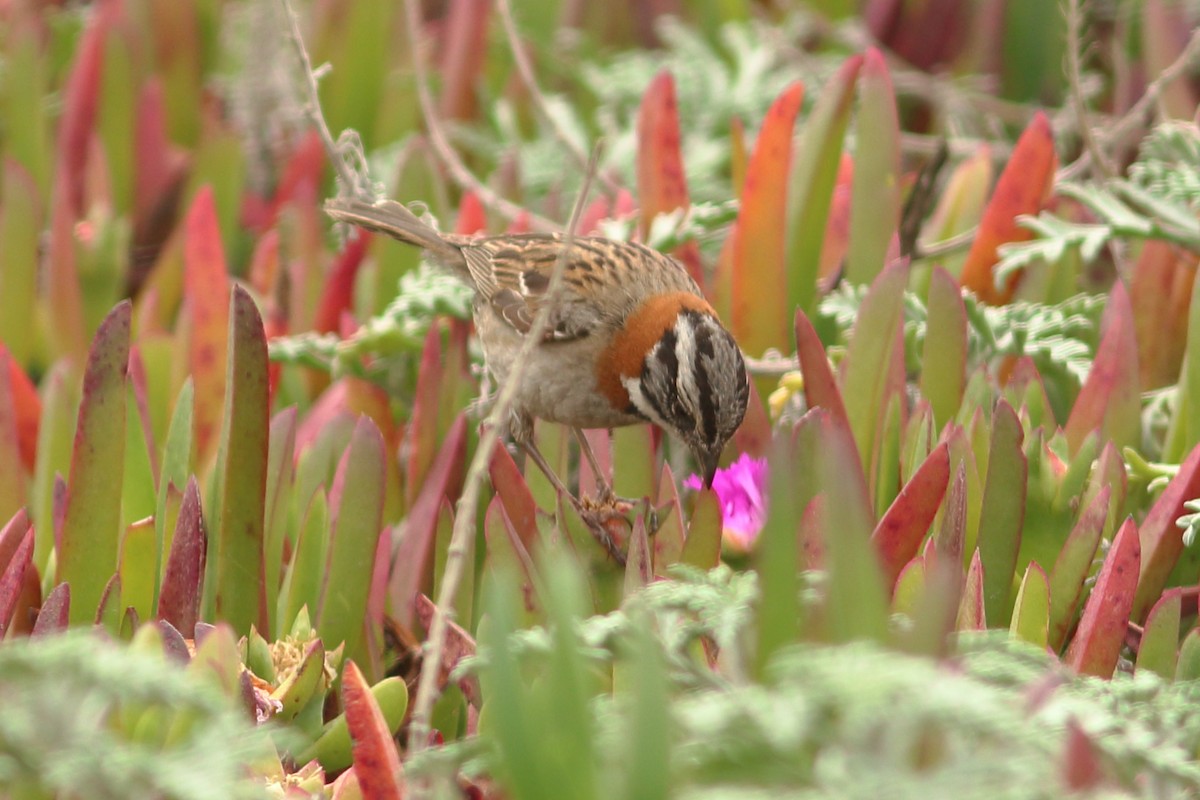 Rufous-collared Sparrow - ML84336351