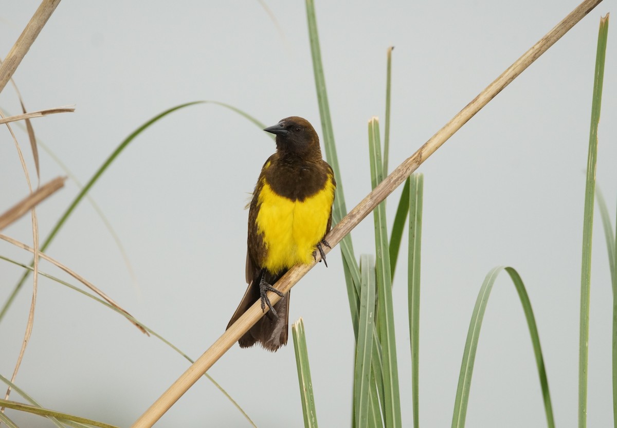 Brown-and-yellow Marshbird - ML84336441