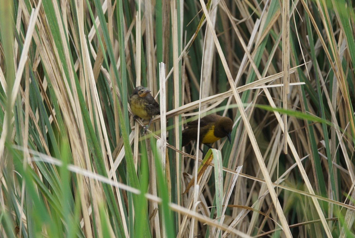 Brown-and-yellow Marshbird - ML84336471