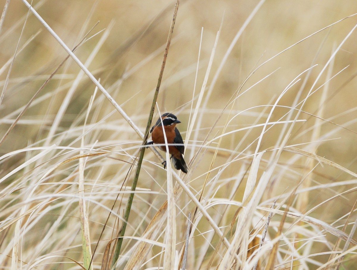 Black-and-rufous Warbling Finch - ML84336611