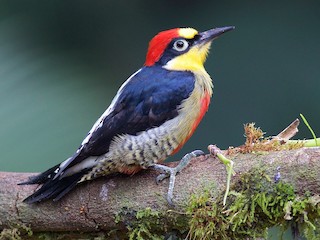 - Yellow-fronted Woodpecker