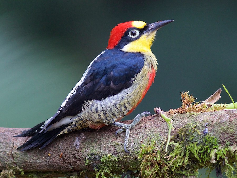 Yellow-fronted Woodpecker - eBird