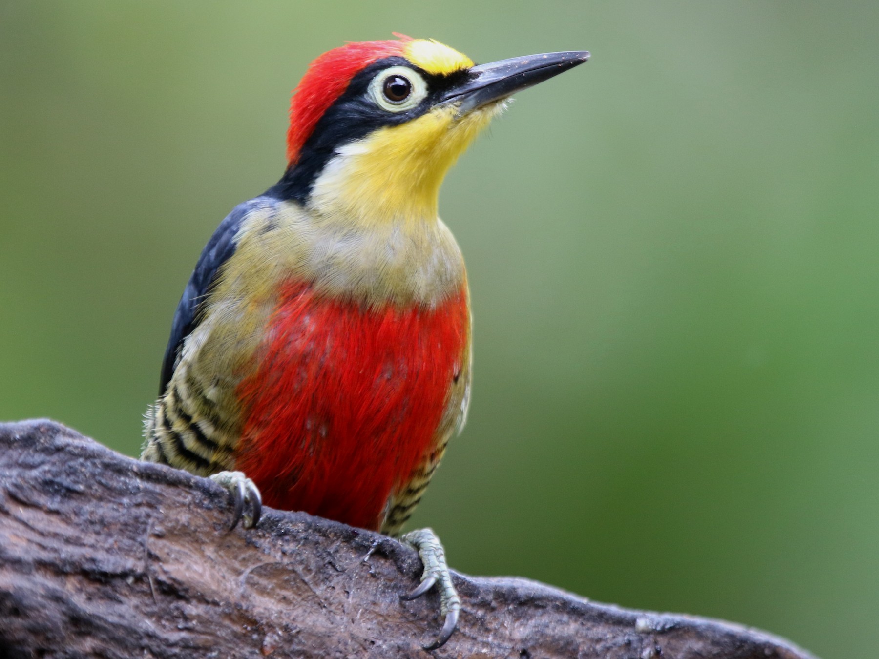Yellow-fronted Woodpecker - Ian Thompson