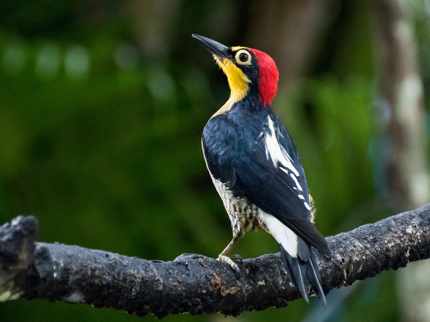 yellow woodpecker