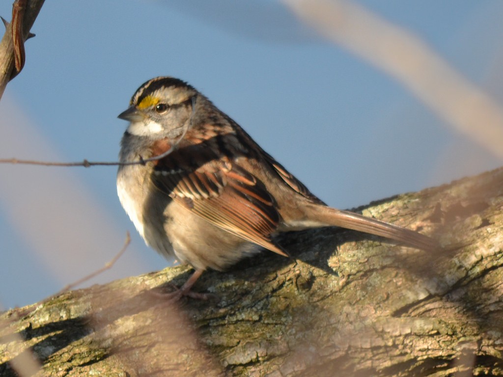 White-throated Sparrow - ML84338751
