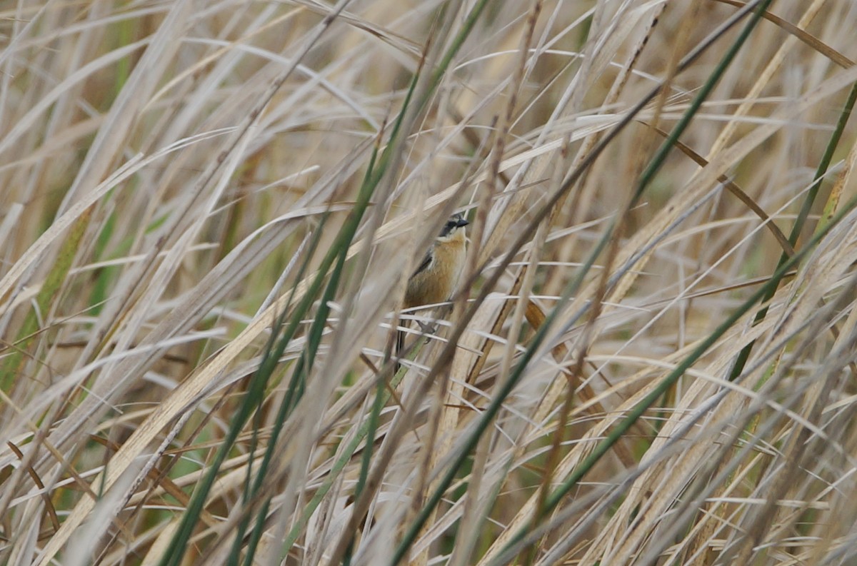 Long-tailed Reed Finch - ML84339871