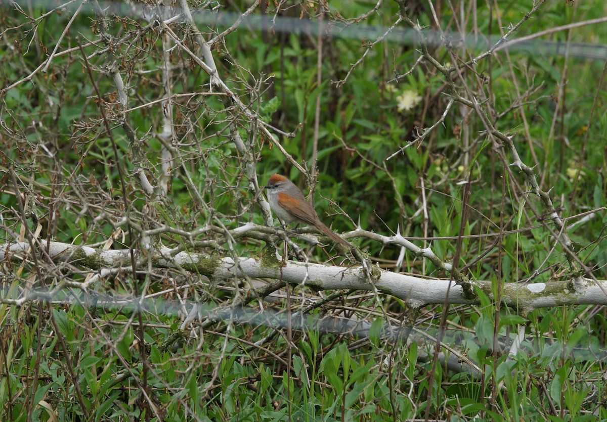 Pale-breasted Spinetail - ML84340181