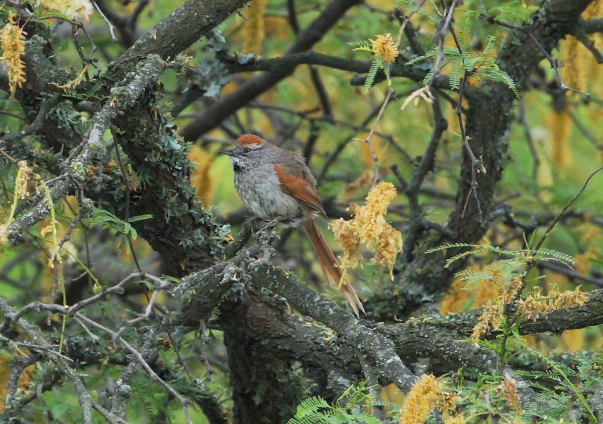 Sooty-fronted Spinetail - ML84340201