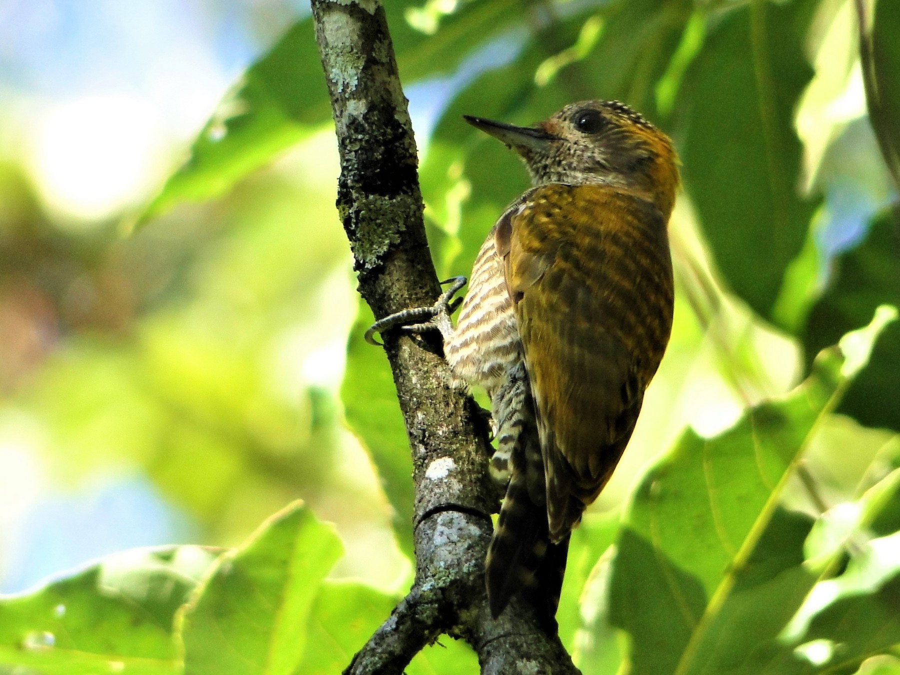 Yellow-eared Woodpecker - Carlos Otávio Gussoni