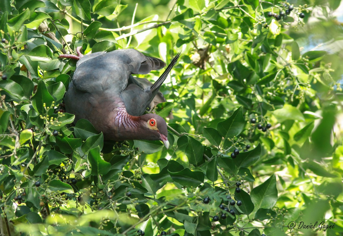 Scaly-naped Pigeon - ML84341601
