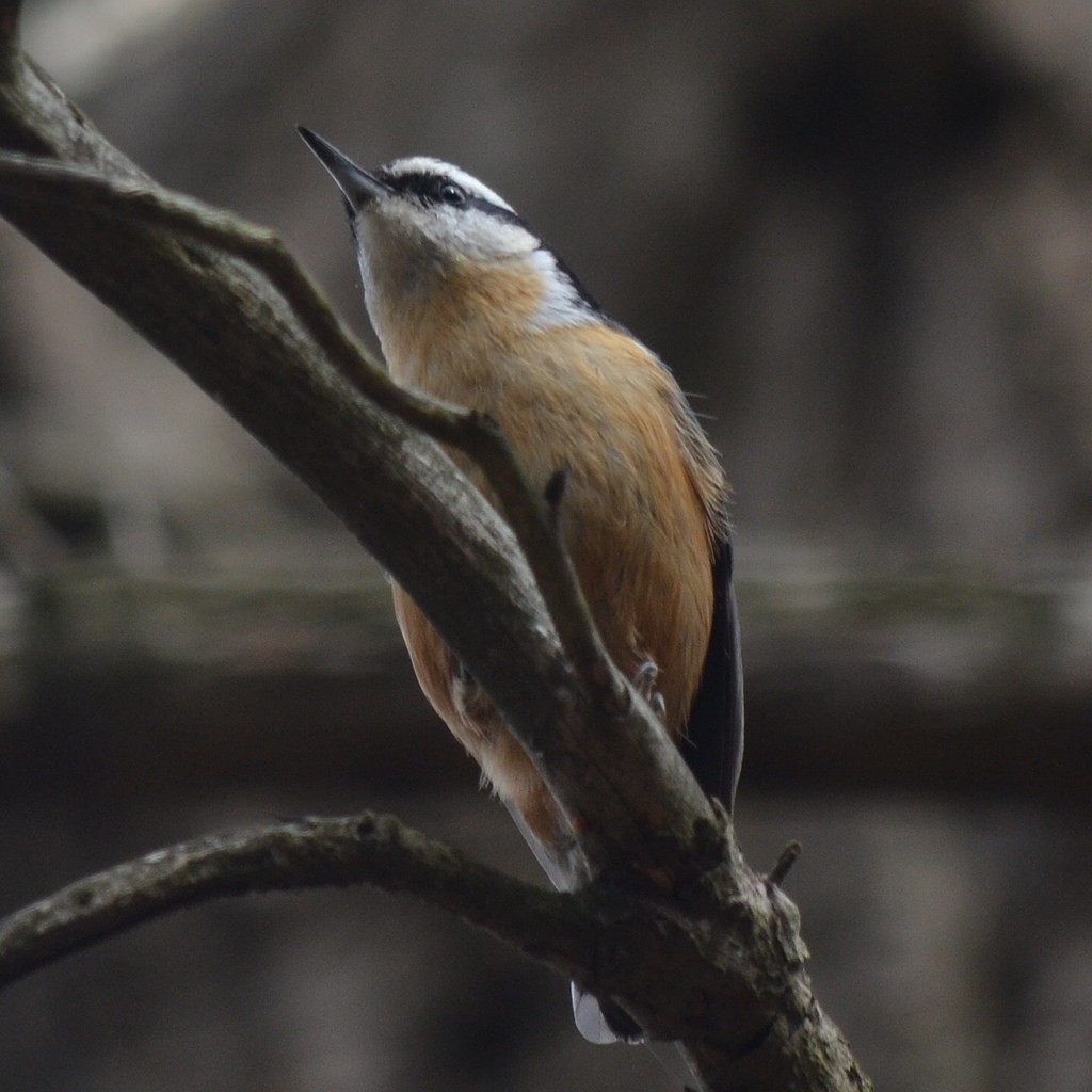 Red-breasted Nuthatch - Andrew Rapp