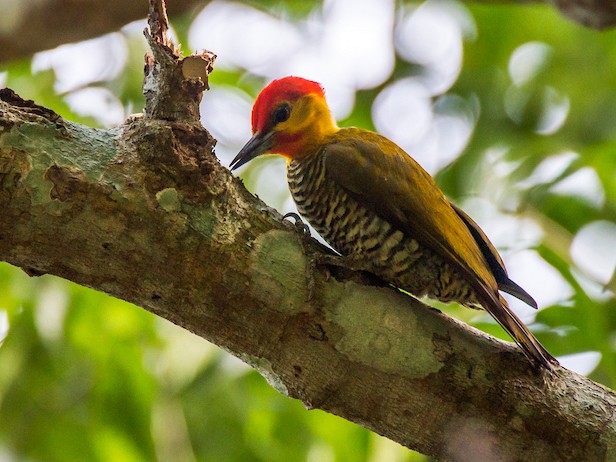 Yellow-throated Woodpecker - Leonardo Merçon / Instituto Últimos Refúgios