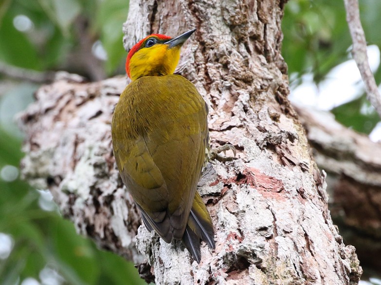 Yellow-throated Woodpecker - Charley Hesse TROPICAL BIRDING