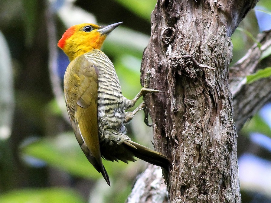 yellow woodpecker