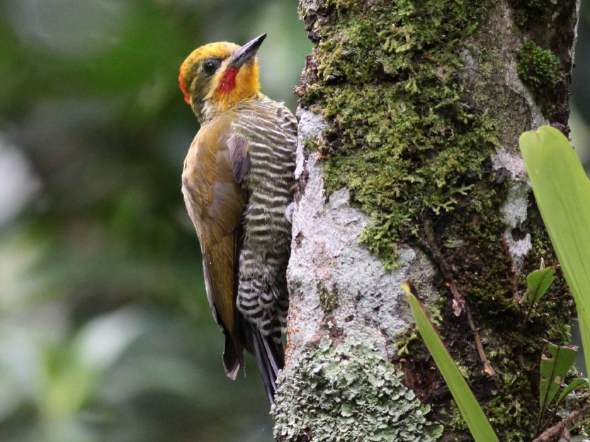 White-browed Woodpecker - Michael Todd