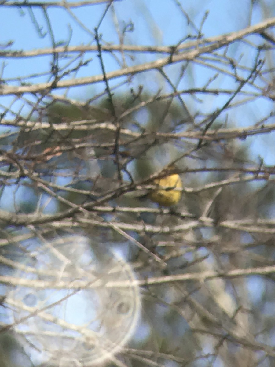 Palm Warbler (Yellow) - Richard Candler