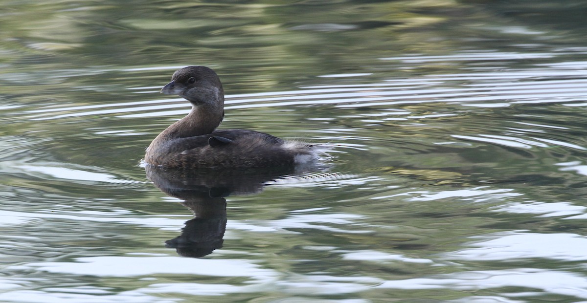 Pied-billed Grebe - Don Coons