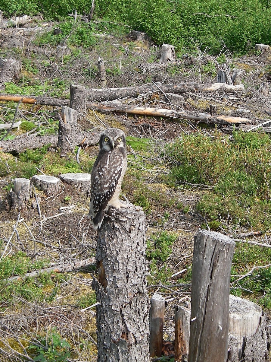 Northern Hawk Owl - Jean-François Rousseau