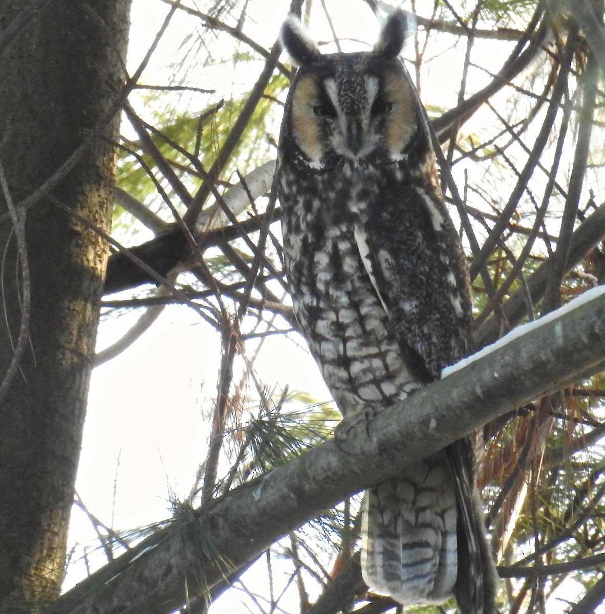 Long-eared Owl - inga schmidt