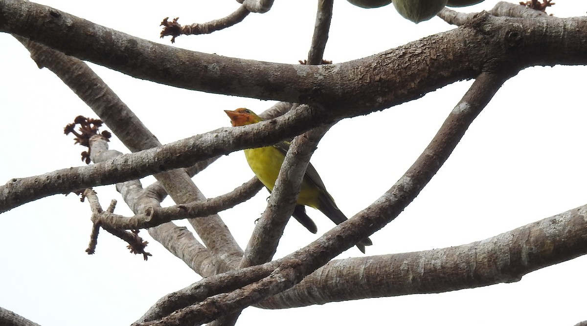 Western Tanager - John and Milena Beer