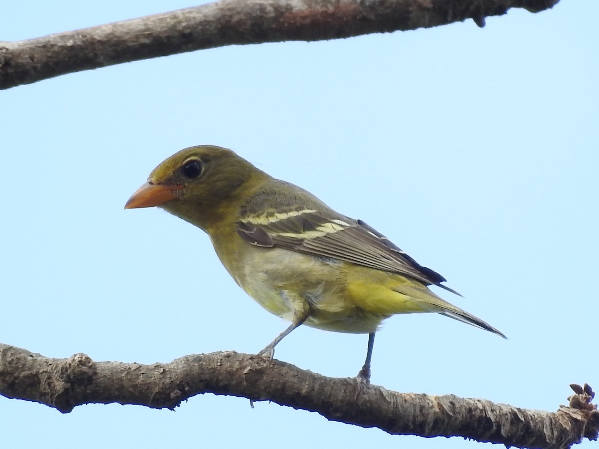 Western Tanager - ML84350571