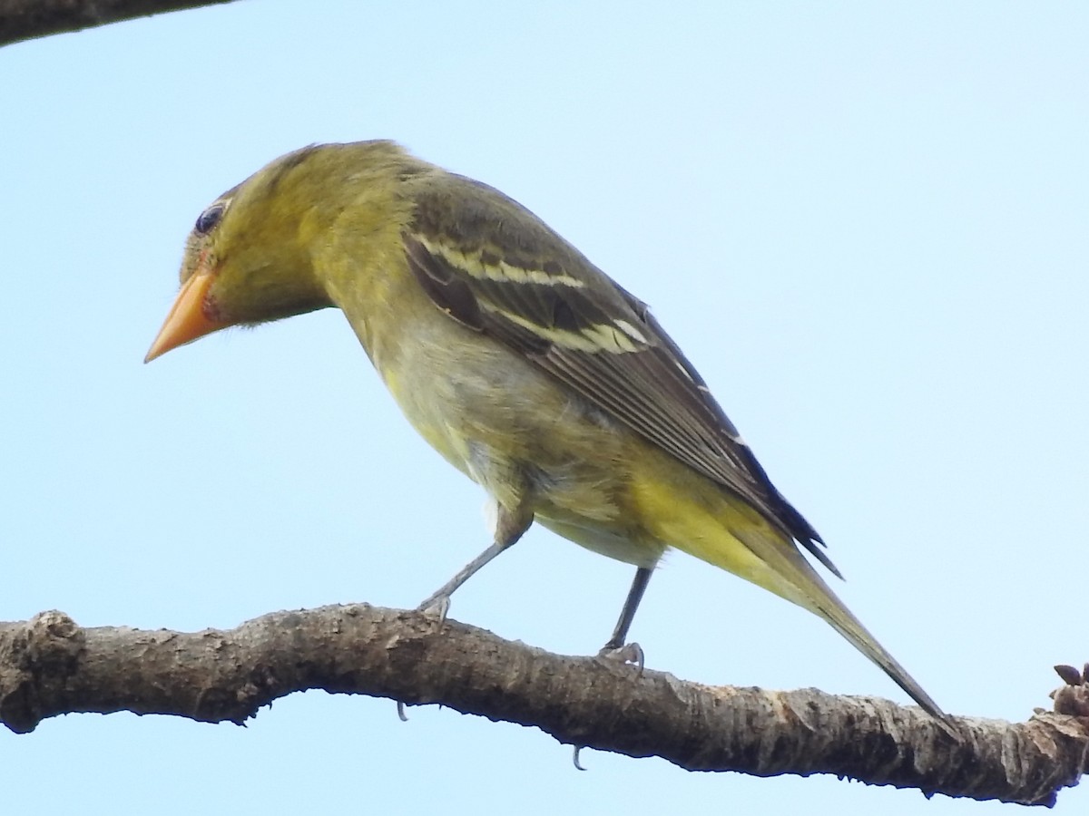 Western Tanager - John and Milena Beer