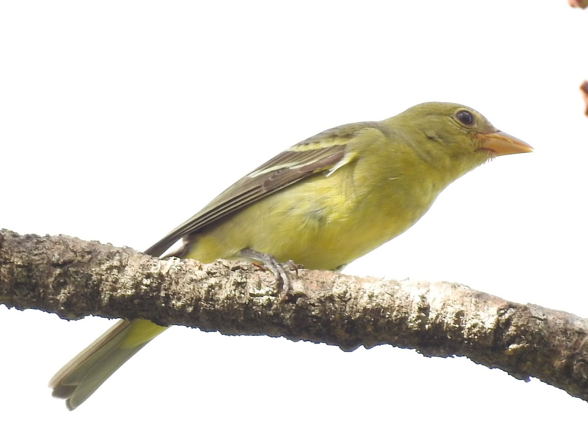 Western Tanager - ML84350601