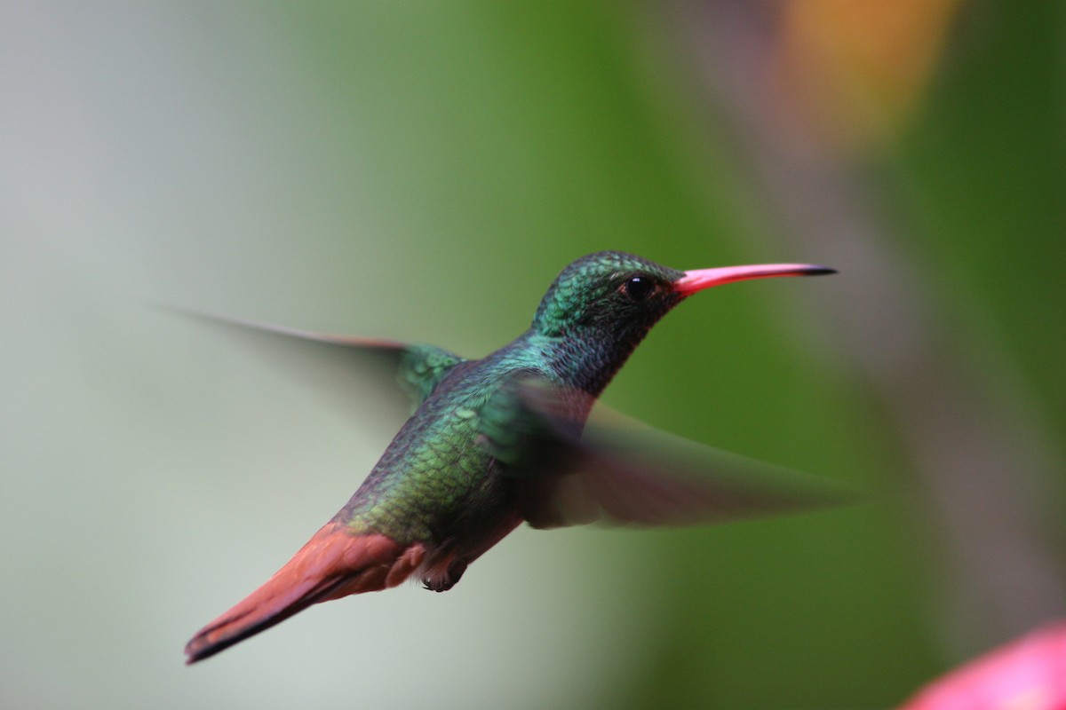Rufous-tailed Hummingbird - Markus Deutsch