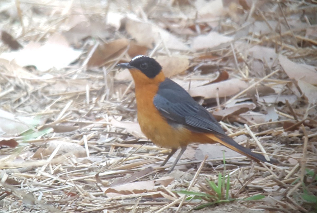 Snowy-crowned Robin-Chat - ML84352781