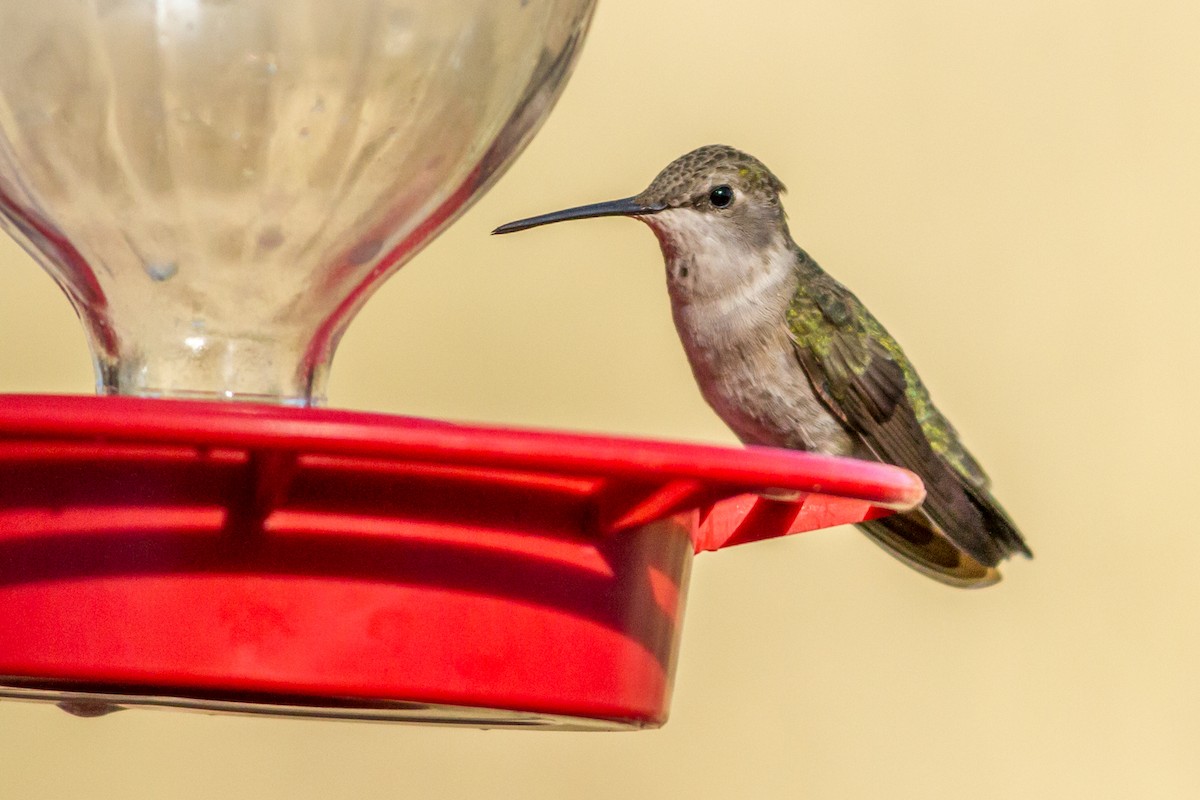 Costa's Hummingbird - Kyle Blaney