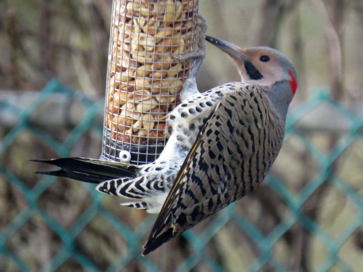 Northern Flicker (Yellow-shafted) - John Collins