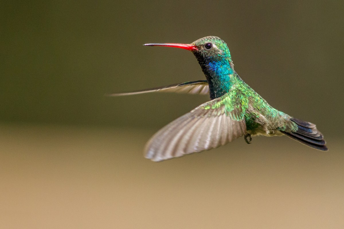 Broad-billed Hummingbird - Kyle Blaney