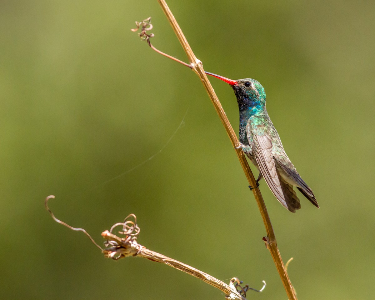 Broad-billed Hummingbird - Kyle Blaney