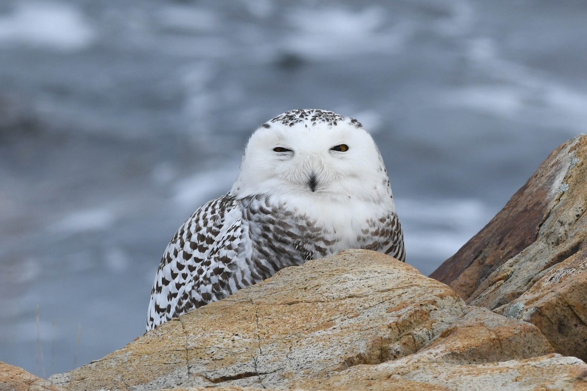 Snowy Owl - ML84356231