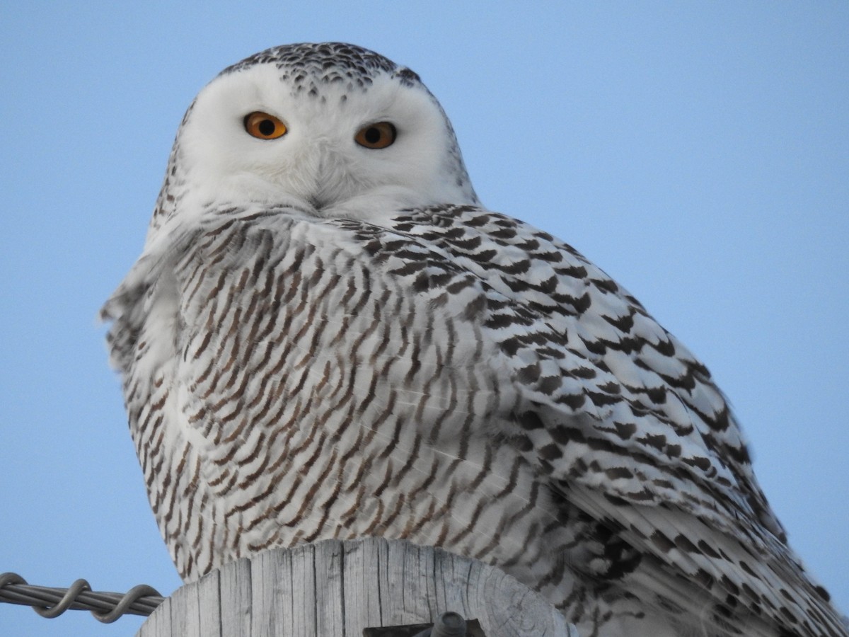 Snowy Owl - ML84359971