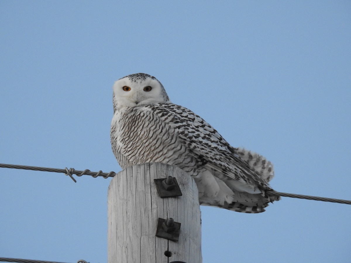 Snowy Owl - ML84359981