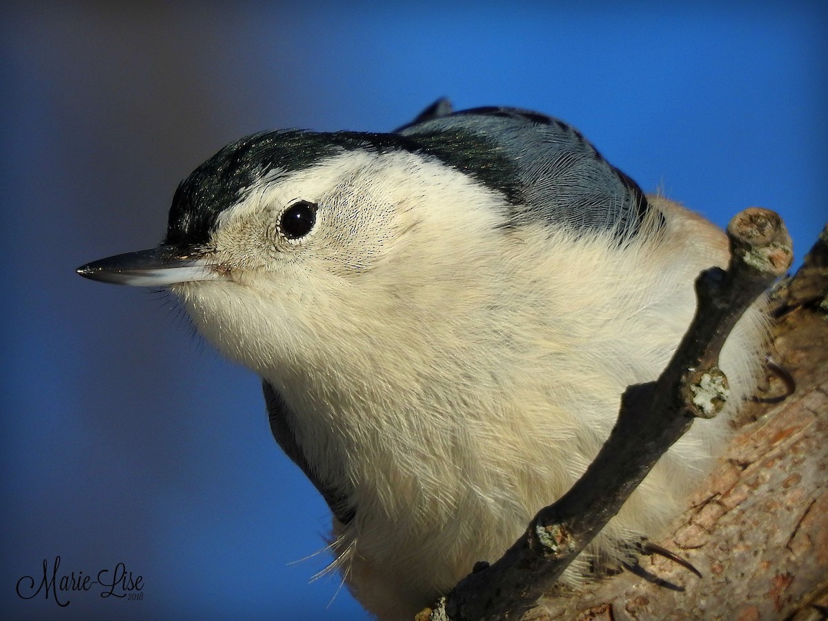White-breasted Nuthatch - Marie-Lise Beaudin