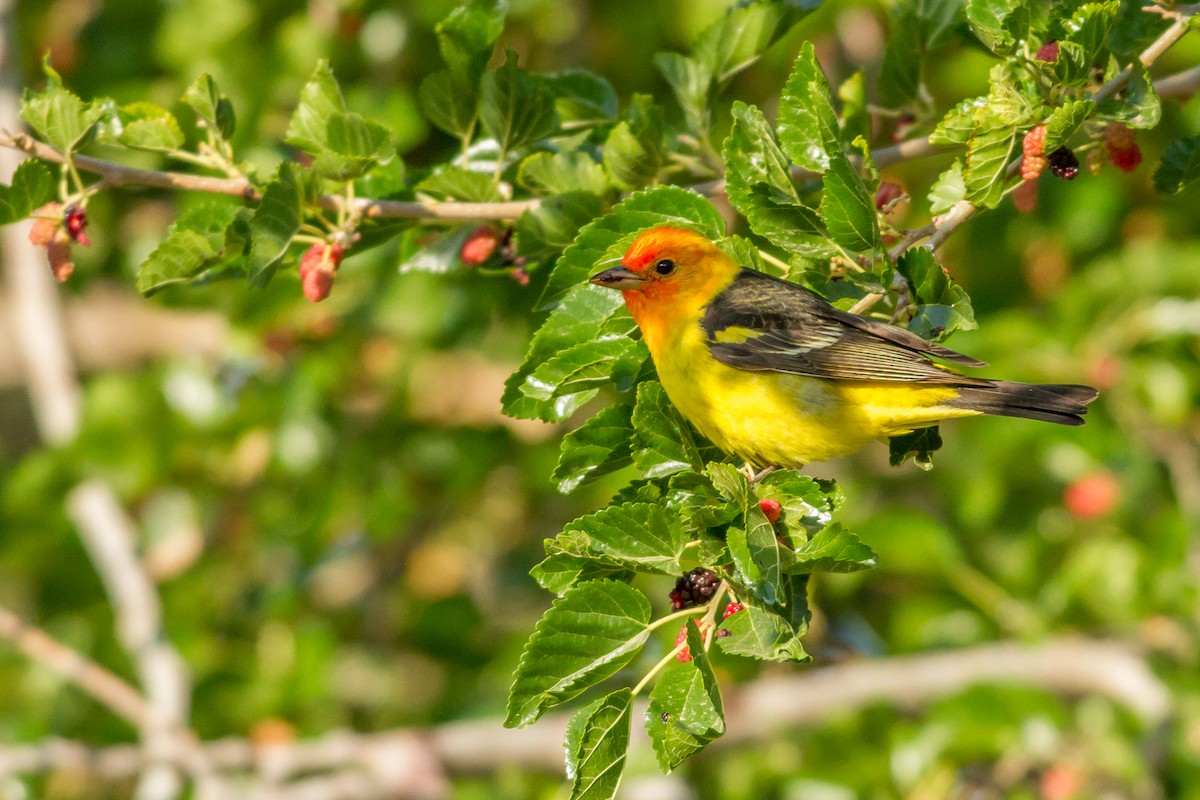 Western Tanager - ML84364301