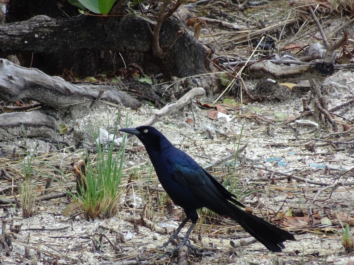 Great-tailed Grackle - Abby Lawson