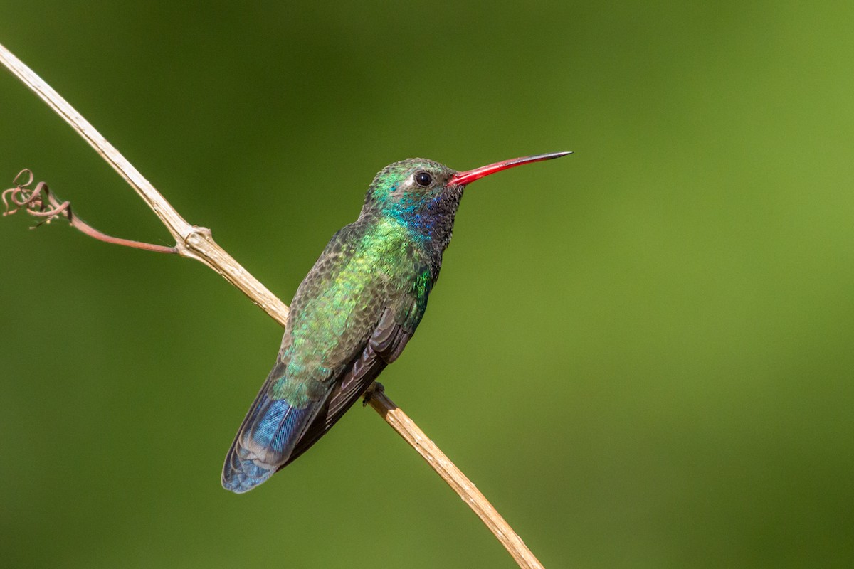 Broad-billed Hummingbird - ML84366661