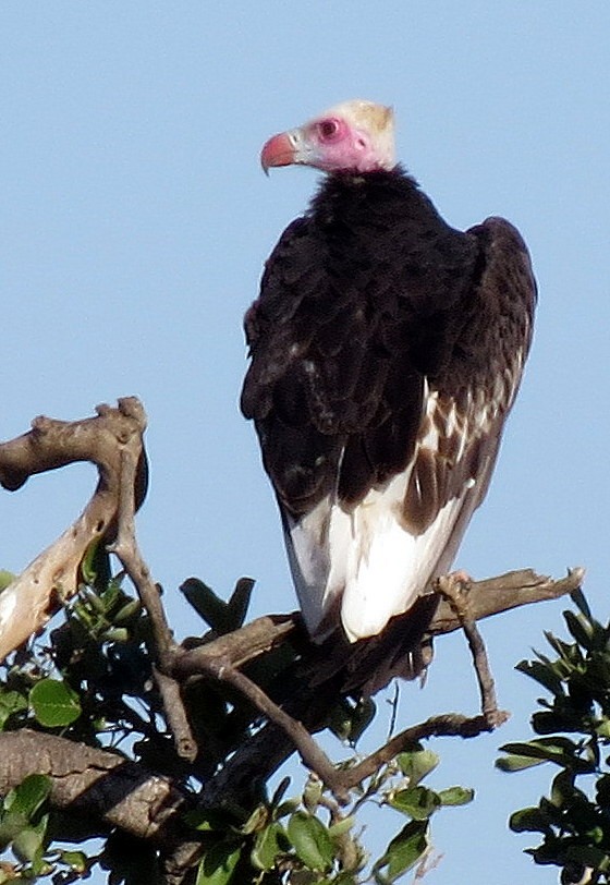 White-headed Vulture - Pat McKay